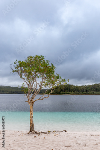 Tree on Beach of Lake McKenzie on Fraser Island, Queensland, Australia. photo