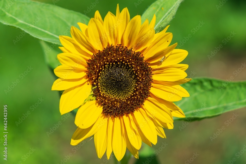 Detail of the sunflower flower in nature or in the garden.  Slovakia