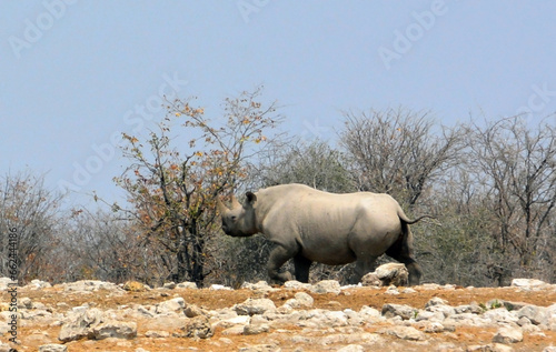 A large rhino walking on rocky ground in a national nature reserve against a background of trees in a natural wild environment