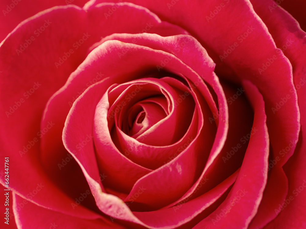 Flower bud of a beautiful bright rose of pink color selective focus macro shot Flower bud of a beautiful bright rose of pink color selective focus macro shot
