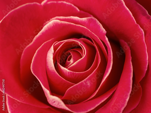 Flower bud of a beautiful bright rose of pink color selective focus macro shot