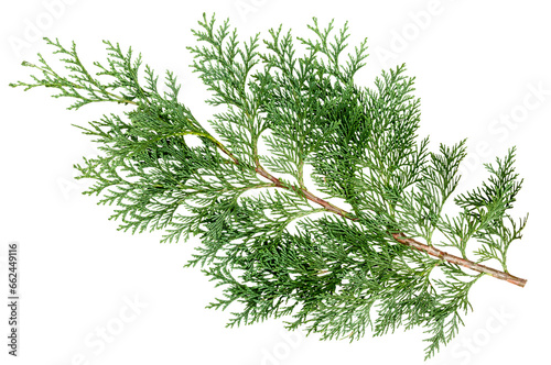 Tapety artystyczne Cypress branch. Transparent Background