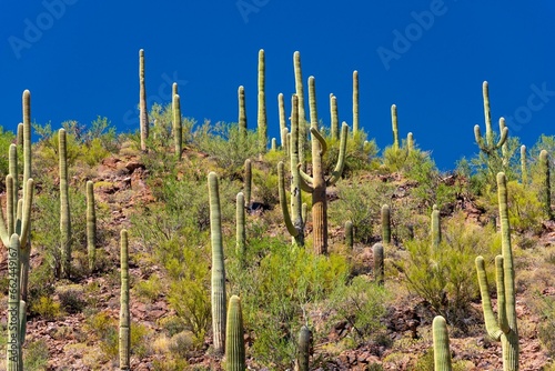 Mesmerizing 4K Saguaro Cactus Mountain Landscape: Tucson, Arizona National Park