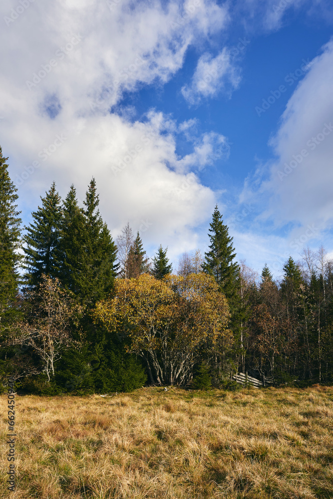 Autumn trees by Langsetra of the Totenaasen Hills, Norway.