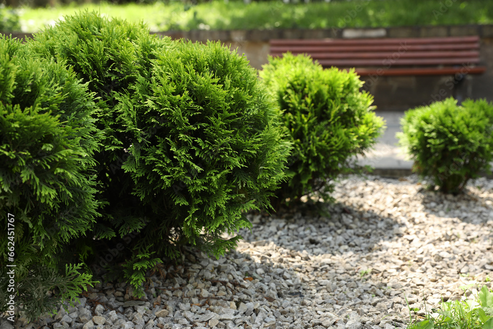 Beautiful thuja plants growing outdoors, space for text. Gardening and landscaping