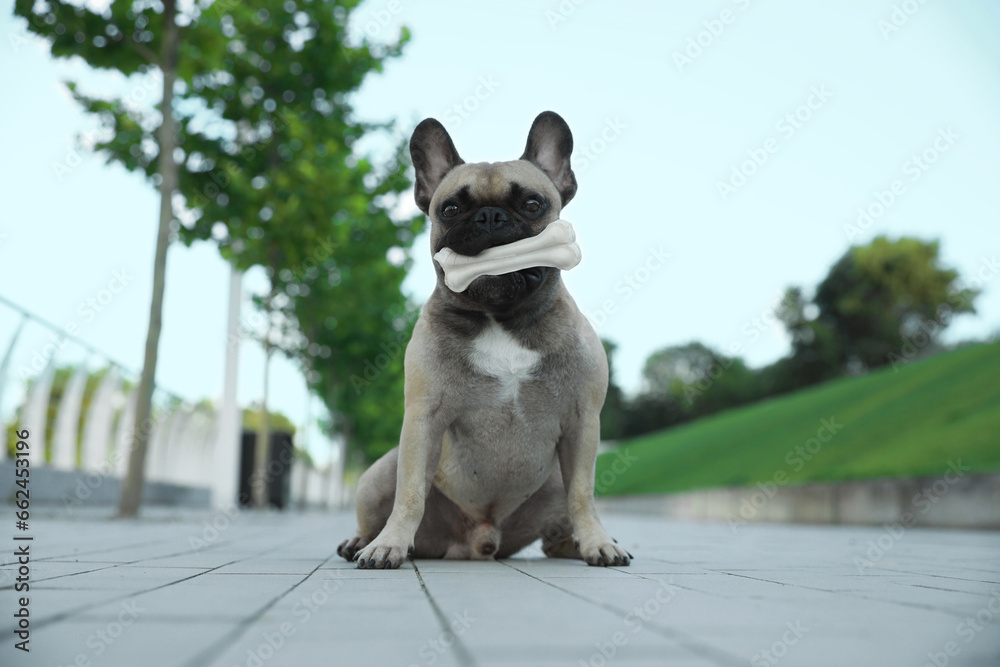 Cute French bulldog with bone treat outdoors. Lovely pet