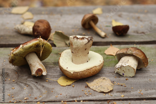 Forest mushrooms rich in natural protein on a wooden table with leaves.
