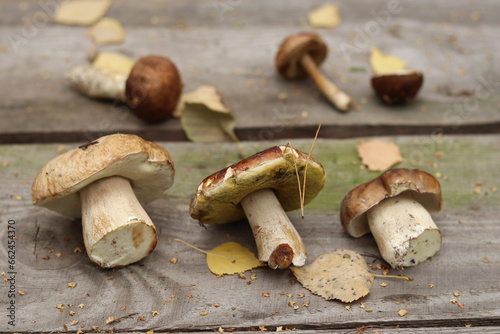 Edible autumn forest mushrooms are rich in proteins. On a wooden table.