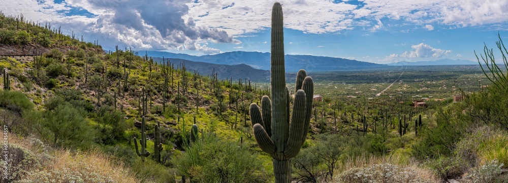 Εκτύπωση καμβά Spectacular 4K View: Saguaro Cactus Mountain Landscape in Tucson, Arizona Nation