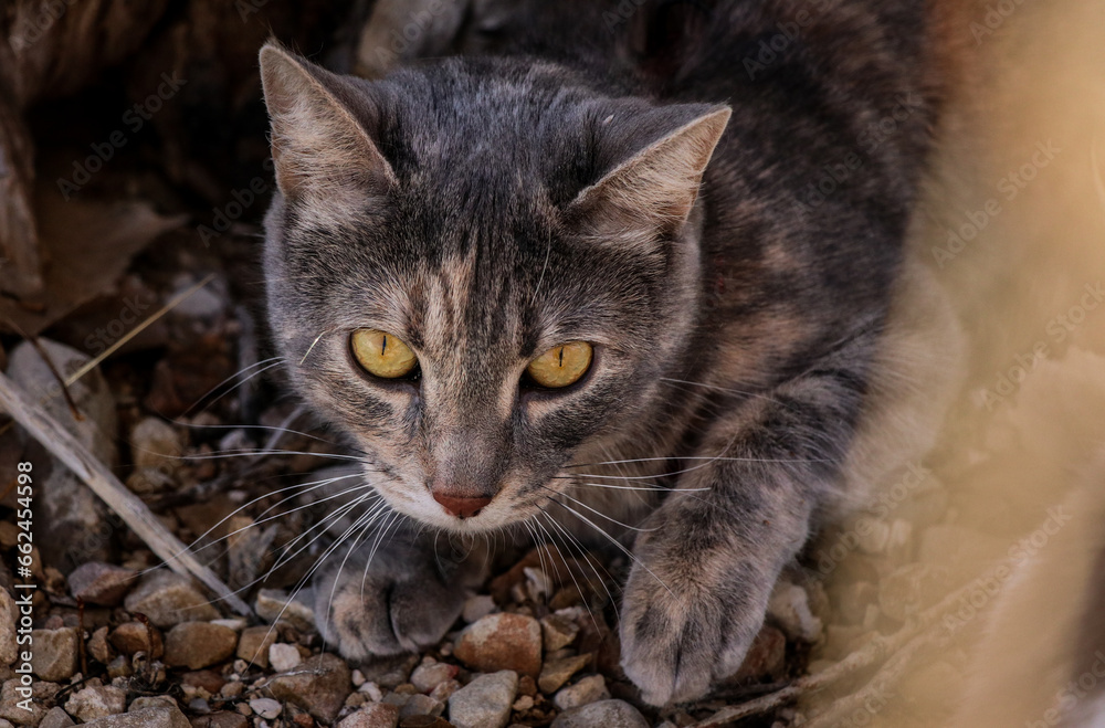 Gray Tabby Cat Yellow Eyes