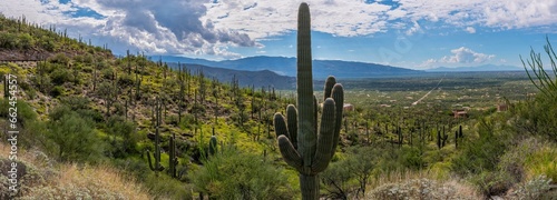 Valokuva Spectacular 4K View: Saguaro Cactus Mountain Landscape in Tucson, Arizona Nation
