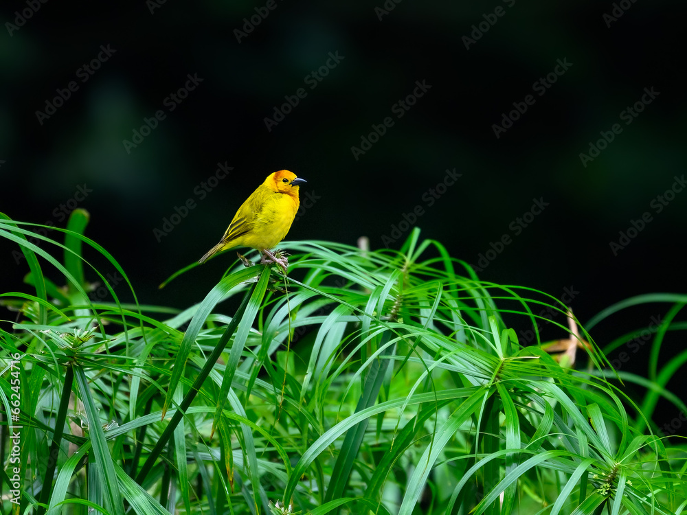 Taveta Golden-Weaver on dark green background Taveta Golden-Weaver on dark green background