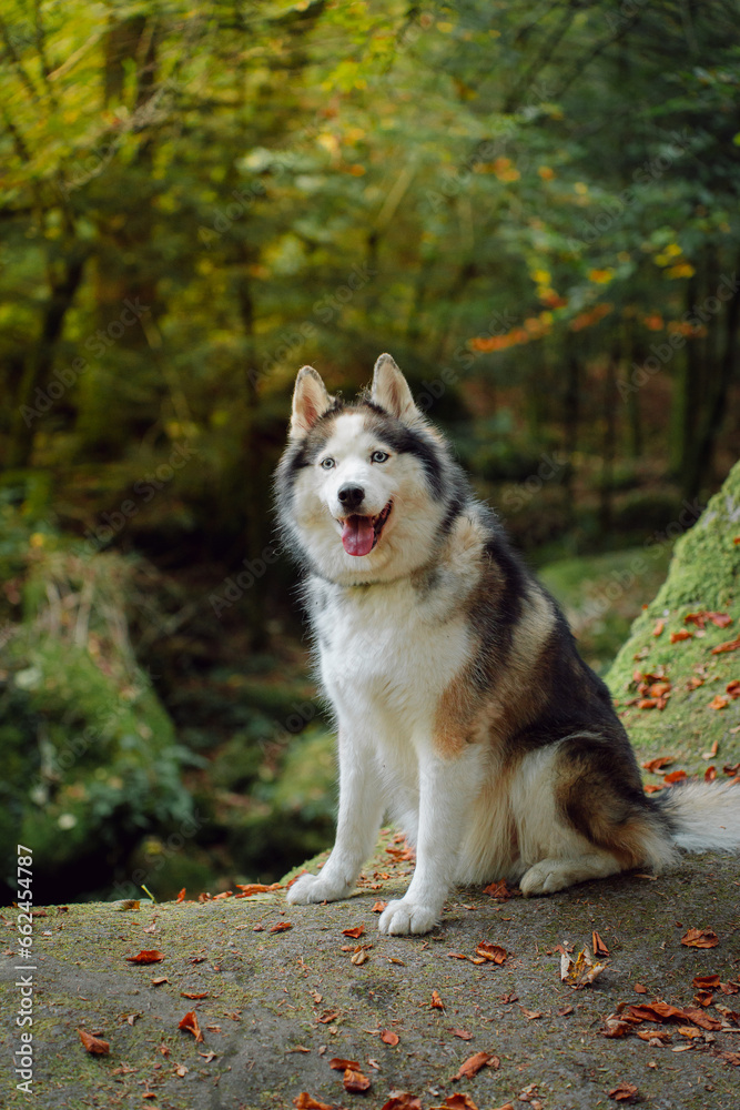 Dog Siberian Brawn  Husky poses and walking in the forest. 