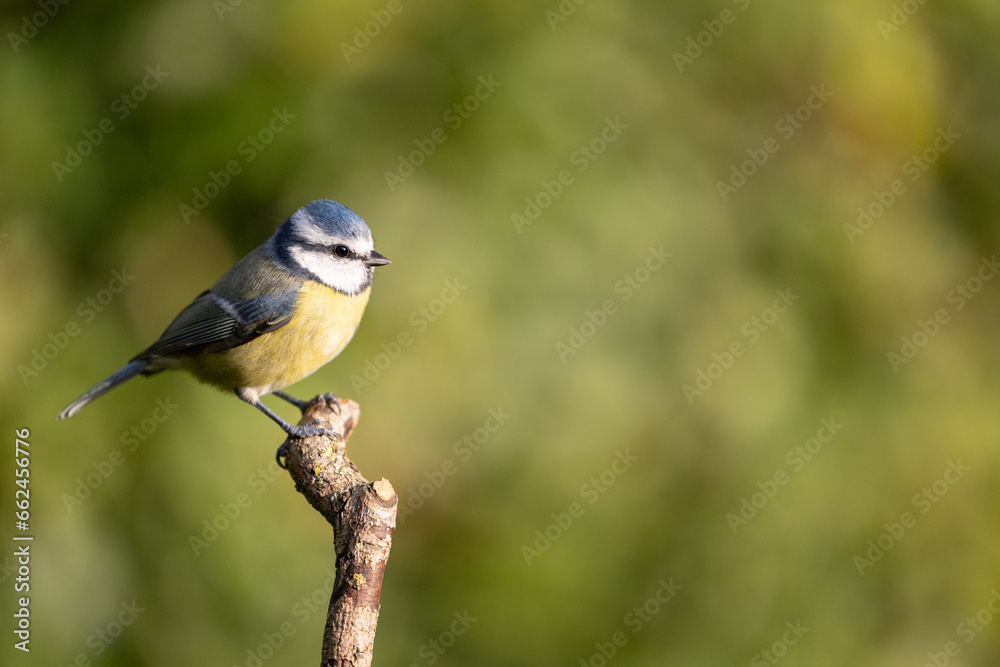 Blue Tit (Cyanistes caeruleus) perched on a branch in Autumn evening light - Yorkshire, UK in October Blue Tit (Cyanistes caeruleus) perched on a branch in Autumn evening light - Yorkshire, UK in October