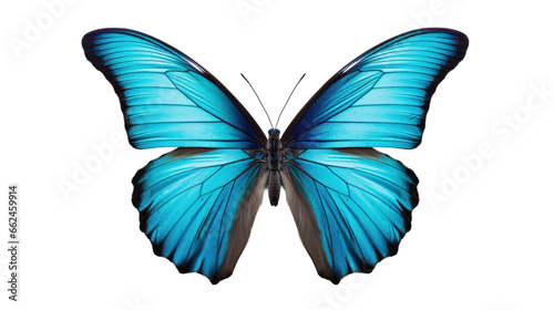 beautiful colorful butterfly isolated on transparent background 