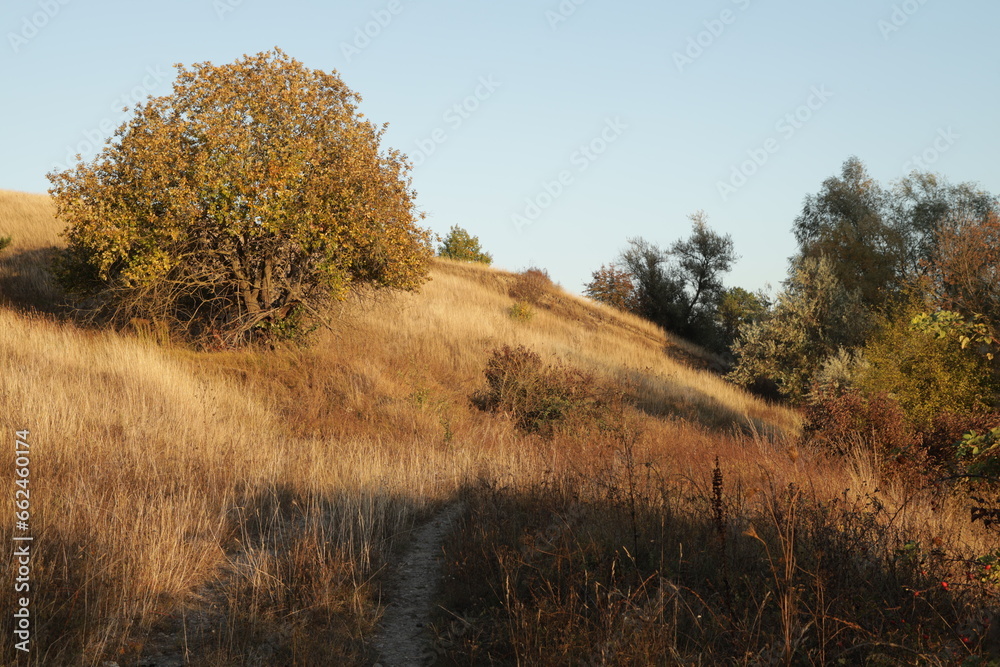 Fototapeta premium A tree on a dry hill