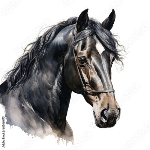  black horse in a graceful meadow on a transparent background 