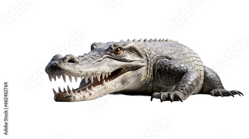 crocodile on transparent background  png 