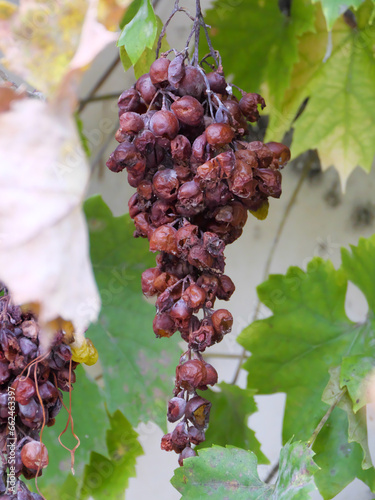 An der Weinrebe vertrocknete braune Weintrauben im Herbst photo