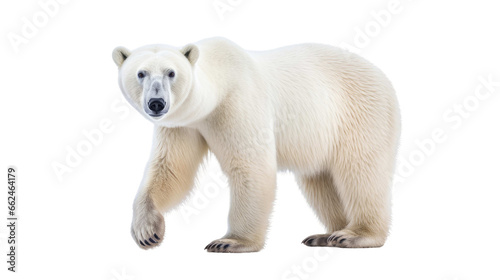 polar bear on transparent background