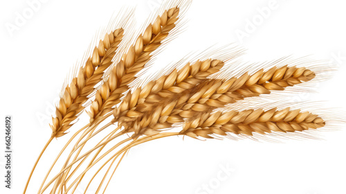 wheat ears on transparent background