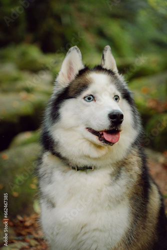 siberian husky puppy