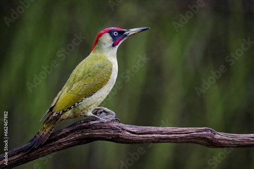 Closeup of a European green woodpecker perched on the branch on a sunny day