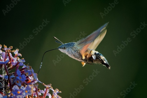 Closeup of a  hawk moth near the flower with a blurry background photo