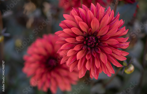 Red dahlia flowers in full bloom in the park