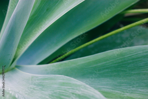 Close-up large leaves of succulents. Beautiful abstract background of succulent plants. Modern macro image of nature. Home garden design, yucca or aloe vera century plant is growing. Agave attenuata.