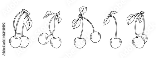 Linear botanical sketch of cherry berries with leaves. Vector graphics.