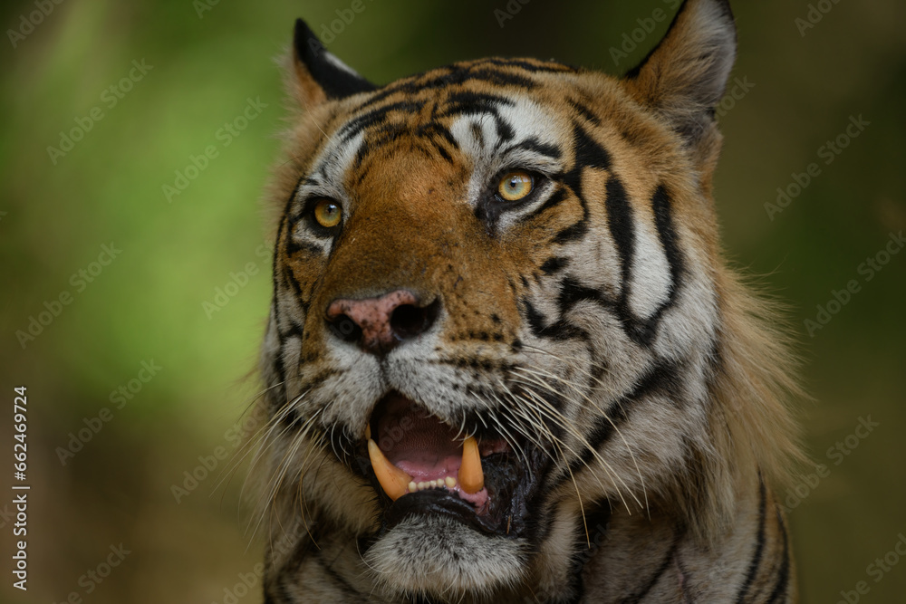 Naklejka premium Portrait of a large male tiger resting under sal trees at Bandhavgarh National Park, Madhya Pradesh, India
