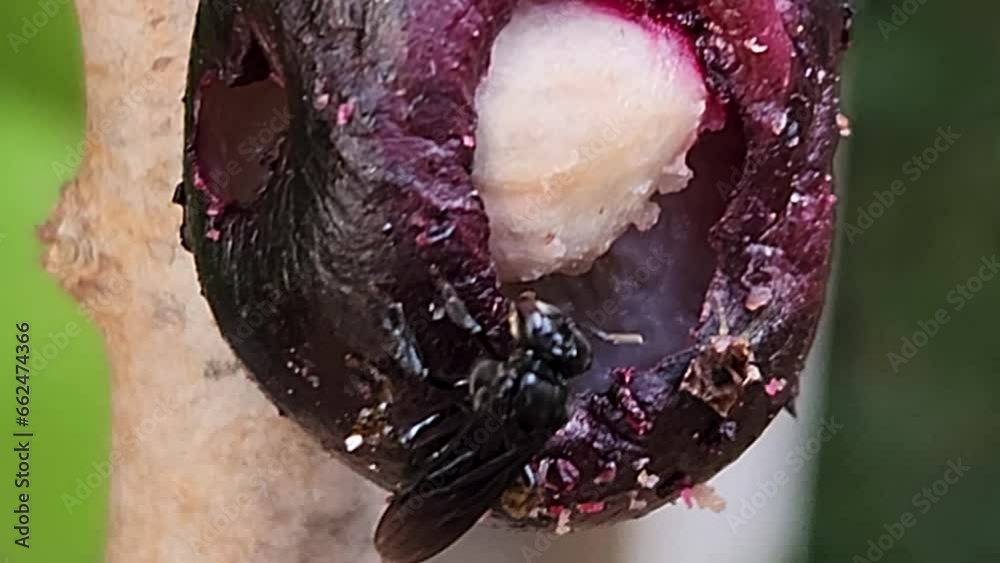 Macro de Abelhas Coletando Alimento em Jabuticaba