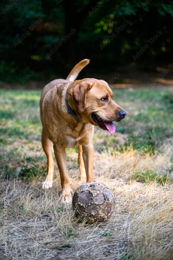 Happy yellow lab with a tattered soccer ball at his feet, ready to play on the lawn
