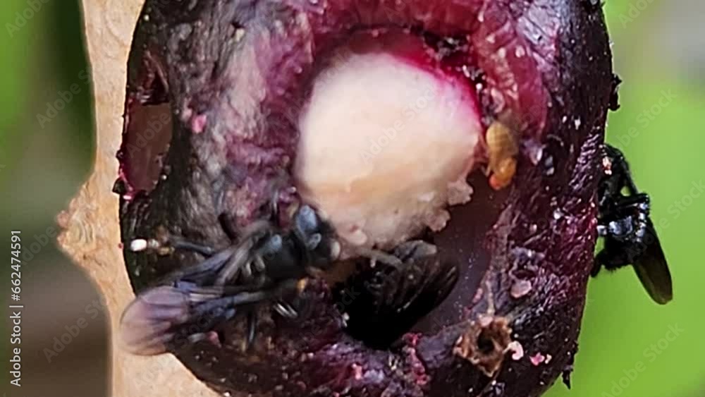 Macro de Abelhas Coletando Alimento em Jabuticaba