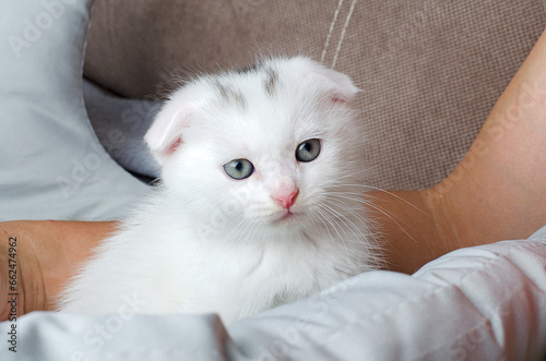White Scottish Fold cute kitten with blue eyes looking at the camera in a cozy home environment. Beautiful white kitten