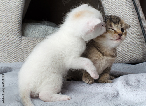 Two very small kittens cuddling together  a ticked Scottish golden chinchilla and a white straight-eared Scottish kitten. One kitten kisses another. Kittens in love  love day