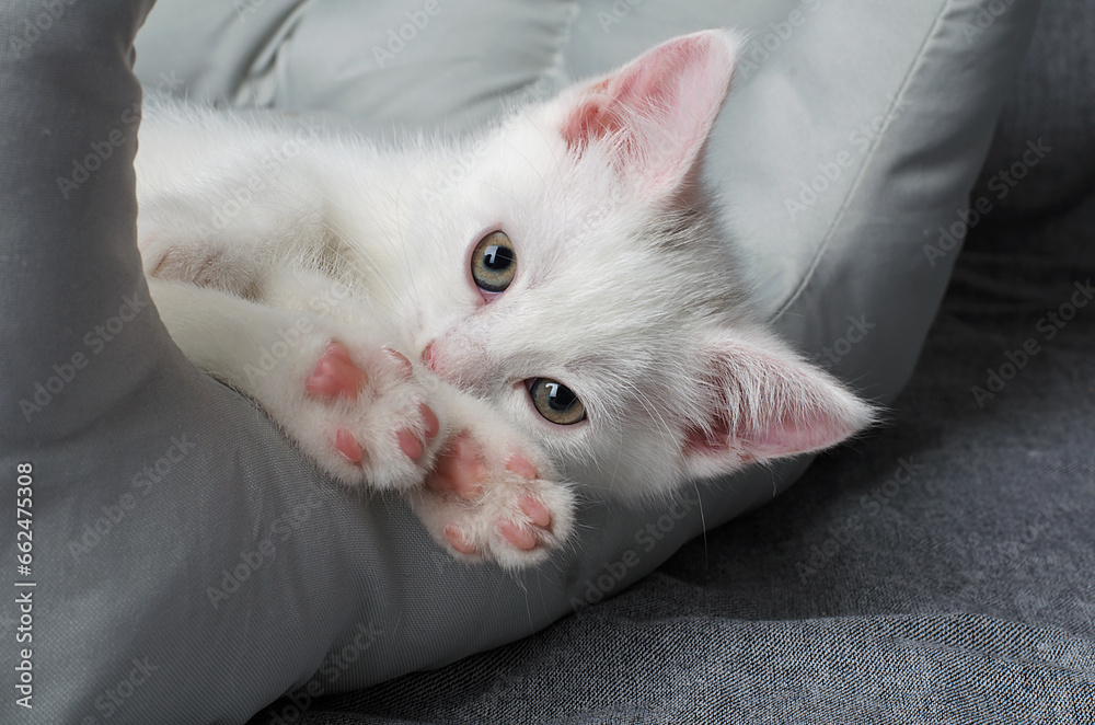 White Scottish Straight kitten, cute and funny beautiful kitten. Festive kitten on a postcard.White kitten lies on its blood
