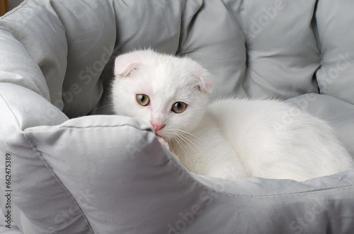 White Scottish Fold cute kitten with blue eyes looking at the camera in a cozy home environment. Beautiful white kitten