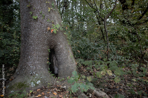 Foto Tree Hollow
