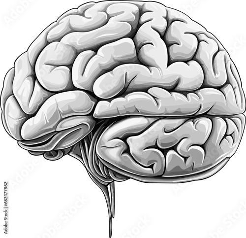 Brain model drawing. Isolated human head brains object on white background