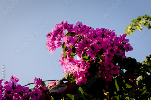 serene view of vivid purple and pink flowers with blue sky background