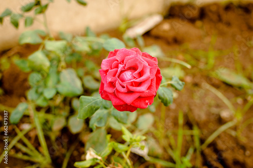 a single red rose in a garden with green leaves and brown ground on the background
