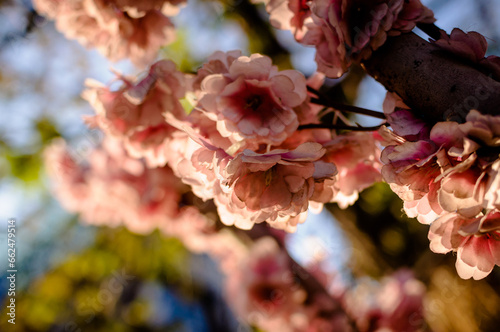 beautiful serene pink rose flower blossom in spring