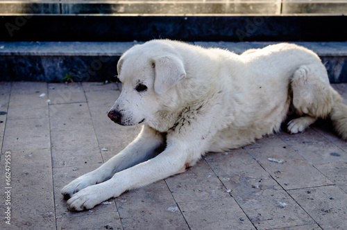 portrait of a lonely street dog sitting peacefully in a public park