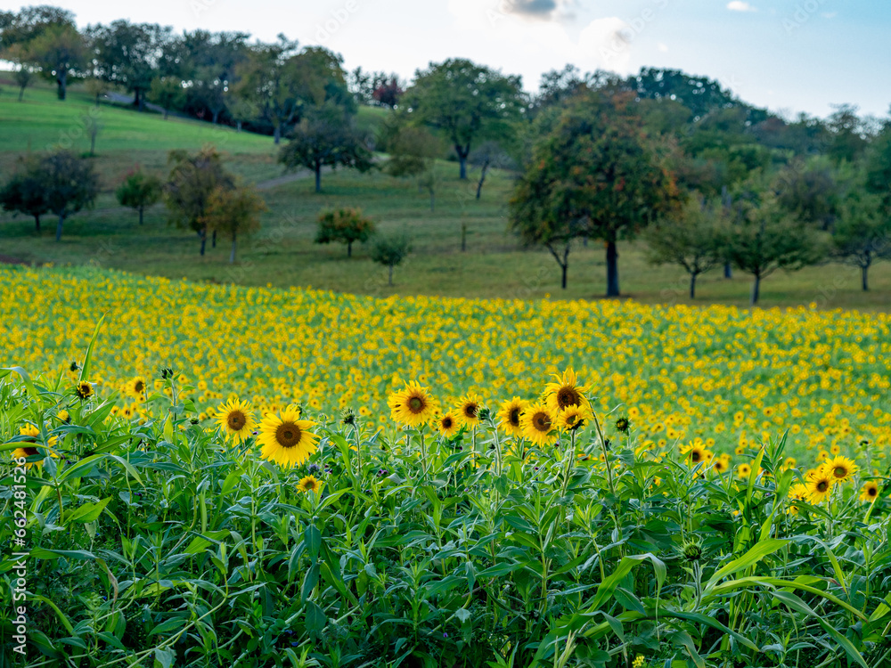 Obraz premium Sonnenblumenfeld