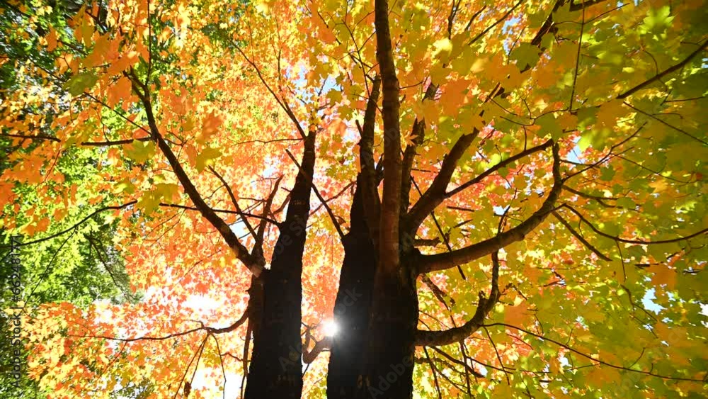 autumn in the park