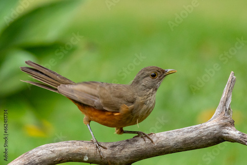 The Rufous-bellied Thrush also know as Sabia-laranjeira perched on a branch. It is the symbol bird of Brazil. Birdwatching. Bird lover. Birding. Species Turdus rufiventris photo