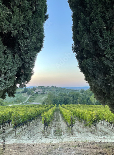 Tuscany landscape in summer with blue sky. View  on vineyards between two cypress trees