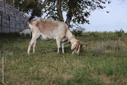 Fototapeta Naklejka Na Ścianę i Meble -  Nubian goats in the garden in autumn